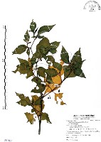 龍珠藏品圖，第1張