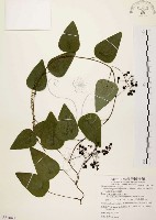 千金藤、金線吊烏龜藏品圖，第1張