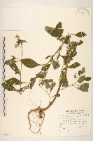 一枝香藏品圖，第1張