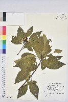 白臼藏品圖，第1張