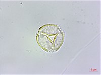 毛瓣蝴蝶木藏品圖，第2張