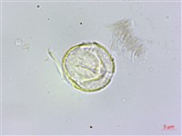 毛瓣蝴蝶木藏品圖，第3張