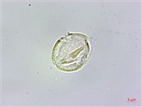 毛瓣蝴蝶木藏品圖，第4張