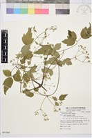 串鼻龍藏品圖，第1張