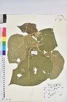 臺灣鐵莧藏品圖，第1張