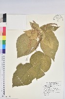 臺灣鐵莧藏品圖，第1張