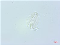 長葉苧麻藏品圖，第2張