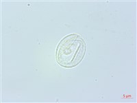 長葉苧麻藏品圖，第3張