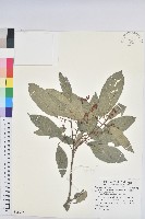 粗糠柴藏品圖，第1張