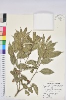 狹葉櫟藏品圖，第1張