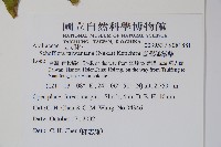 臺灣鵝掌柴藏品圖，第2張