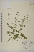 皺葉繁縷藏品圖，第1張