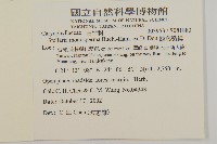 皺葉繁縷藏品圖，第2張