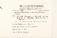 台灣澤蘭藏品圖，第2張