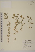 繁縷藏品圖，第1張