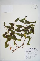 阿里山忍冬、漸尖葉忍冬藏品圖，第1張