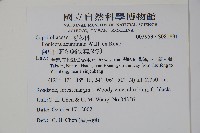 阿里山忍冬、漸尖葉忍冬藏品圖，第2張