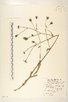 玉山毛蓮菜藏品圖，第1張