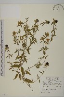 狗筋蔓藏品圖，第1張