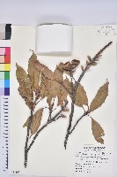 赤柯、赤椆、森氏櫟藏品圖，第1張