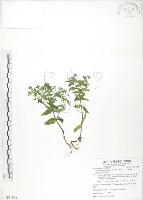 大籽當藥、巒大當藥藏品圖，第1張