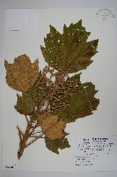 華參、裡白八角金盤藏品圖，第1張