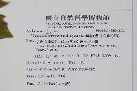 華參、裡白八角金盤藏品圖，第2張