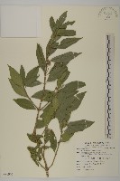 菱葉衛矛藏品圖，第1張