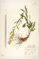 一枝黃花藏品圖，第1張