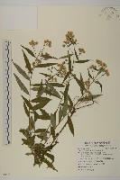 臺灣馬蘭藏品圖，第1張