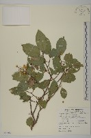 南華南蛇藤，青江藤藏品圖，第1張