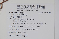 黃連木、爛心木藏品圖，第2張