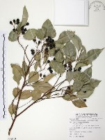 樟樹藏品圖，第1張