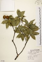 油葉石櫟藏品圖，第1張