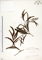 相思樹藏品圖，第1張