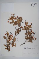 亞洲絡石藏品圖，第1張