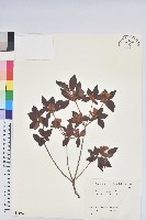 登錄號:S081925藏品圖，第1張