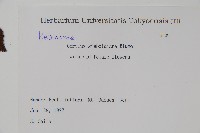 日本榛藏品圖，第2張