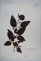 登錄號:S081928藏品圖，第1張