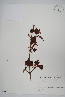 褐脈槭藏品圖，第1張