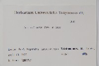 褐脈槭藏品圖，第2張