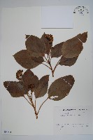 三菱果樹參藏品圖，第1張