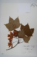 登錄號:S081940藏品圖，第1張