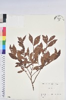 登錄號:S081941藏品圖，第1張