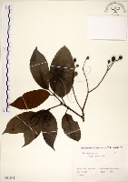 三葉山香圓藏品圖，第1張