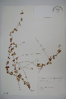 北極花藏品圖，第1張