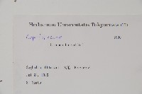 北極花藏品圖，第2張