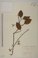 黃瓢子藏品圖，第1張