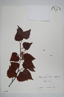 岳樺藏品圖，第1張