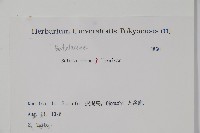 岳樺藏品圖，第2張